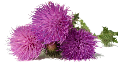 spoluzdrave.cz poradna-zdravi